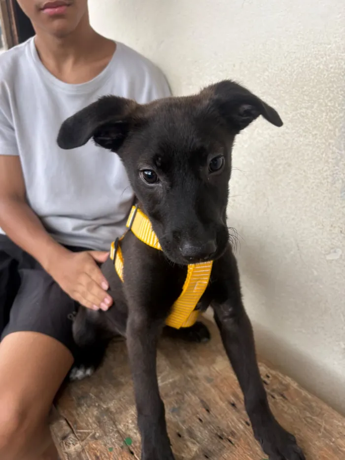 Cachorro raça SRD-ViraLata idade 2 a 6 meses nome Luki
