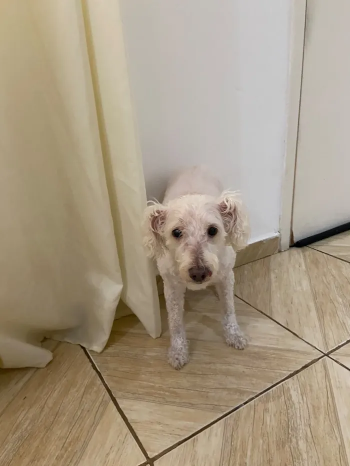 Cachorro raça Poodle idade 6 ou mais anos nome Ninna