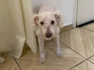 Cachorro raça Poodle idade 6 ou mais anos nome Ninna