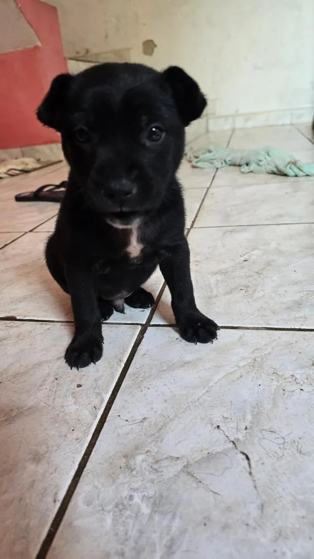 Cachorro raça SRD-ViraLata idade Abaixo de 2 meses nome Charlie