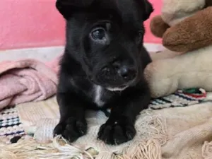 Cachorro raça SRD-ViraLata idade Abaixo de 2 meses nome Charlie