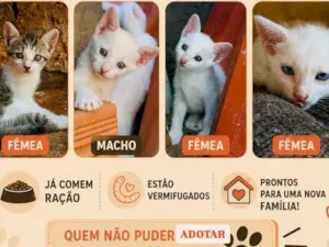 Gato raça SRD-ViraLata idade 2 a 6 meses nome Sem nome
