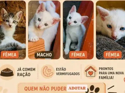 Gato raça SRD-ViraLata idade 2 a 6 meses nome Sem nome