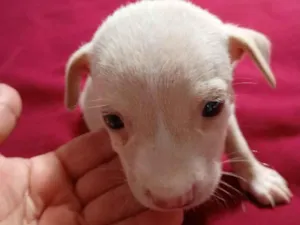 Cachorro raça SRD-ViraLata idade Abaixo de 2 meses nome Branquinha 