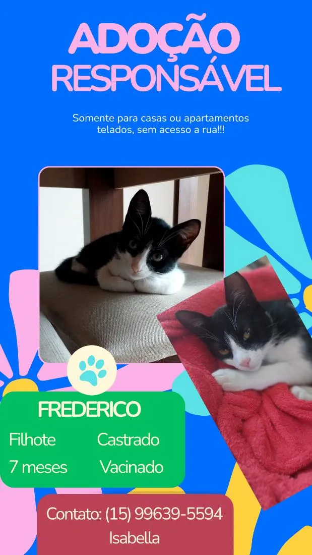 Gato raça SRD-ViraLata idade 7 a 11 meses nome Frederico