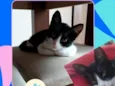 Frederico