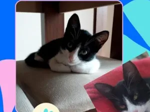 Gato raça SRD-ViraLata idade 7 a 11 meses nome Frederico