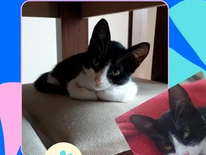 Gato raça SRD-ViraLata idade 7 a 11 meses nome Frederico