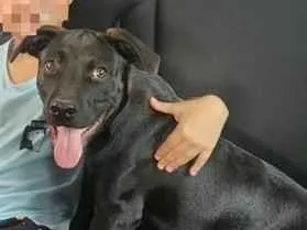 Cachorro raça SRD-ViraLata idade 7 a 11 meses nome Rocco