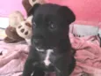 Charlie