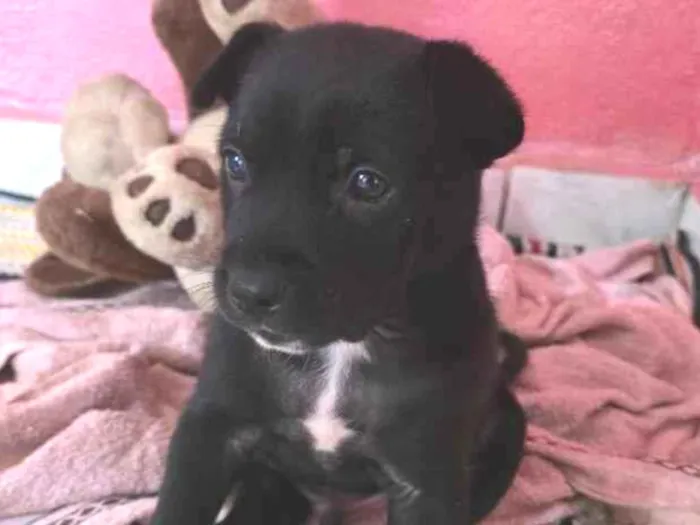 Cachorro raça SRD-ViraLata idade Abaixo de 2 meses nome Charlie