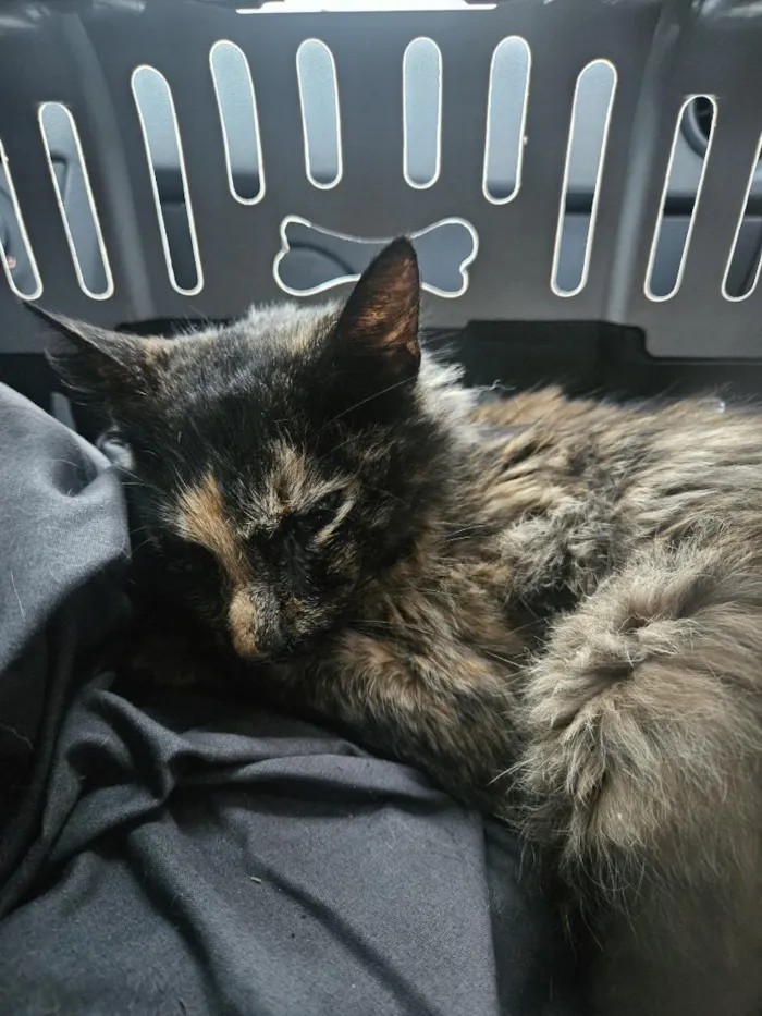 Gato raça SRD-ViraLata idade 2 anos nome Ainda não tem nome 