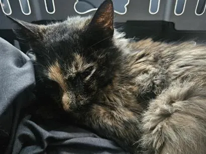 Gato raça SRD-ViraLata idade 2 anos nome Ainda não tem nome 