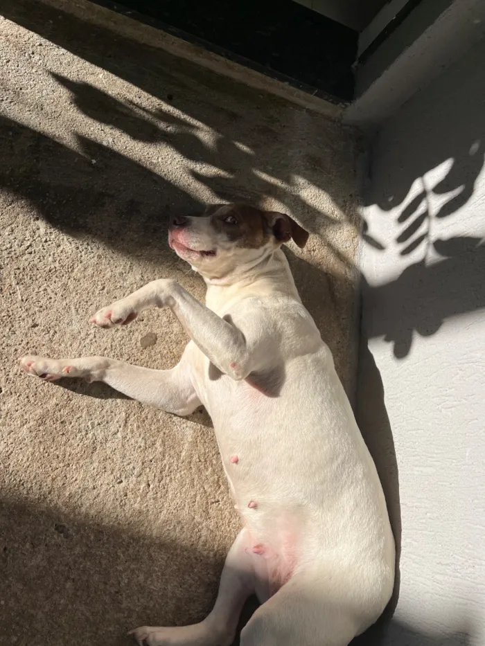 Cachorro raça SRD-ViraLata idade 4 anos nome Maya