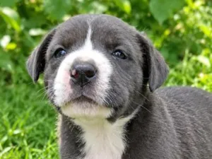 Cachorro raça SRD-ViraLata idade Abaixo de 2 meses nome Bob
