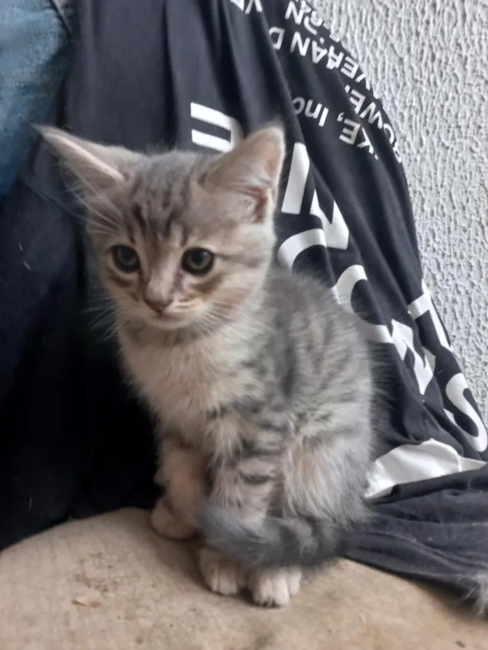 Gato raça SRD-ViraLata idade 2 a 6 meses nome Sem nome