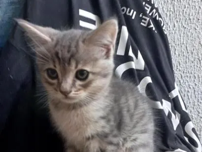 Gato raça SRD-ViraLata idade 2 a 6 meses nome Sem nome