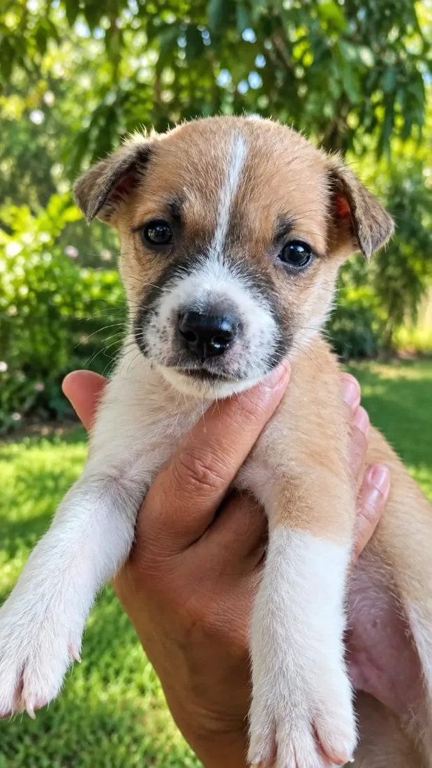 Cachorro raça SRD-ViraLata idade Abaixo de 2 meses nome Mogli