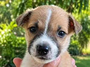 Cachorro raça SRD-ViraLata idade Abaixo de 2 meses nome Mogli