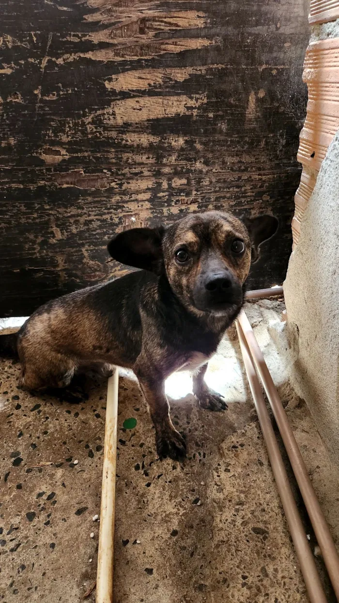 Cachorro raça SRD-ViraLata idade 7 a 11 meses nome Beethoven 