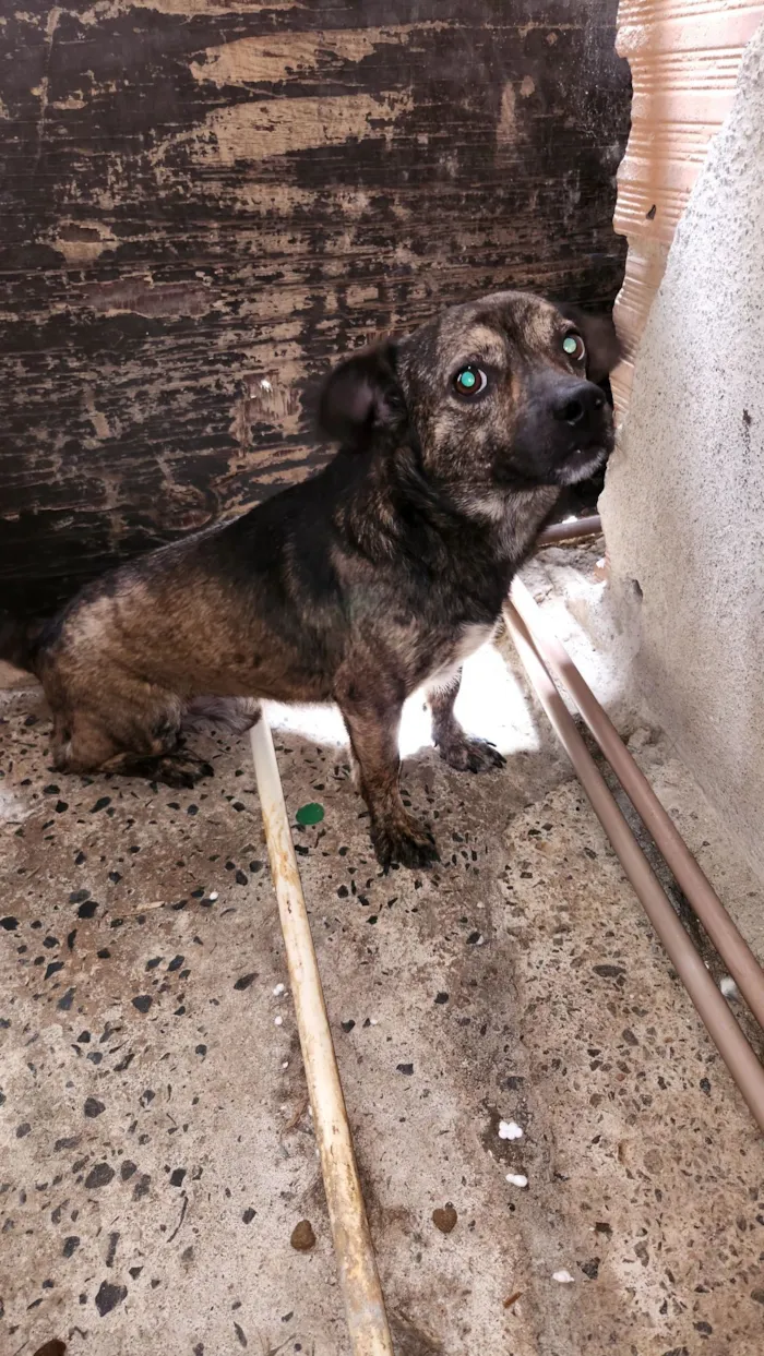 Cachorro raça SRD-ViraLata idade 7 a 11 meses nome Beethoven 