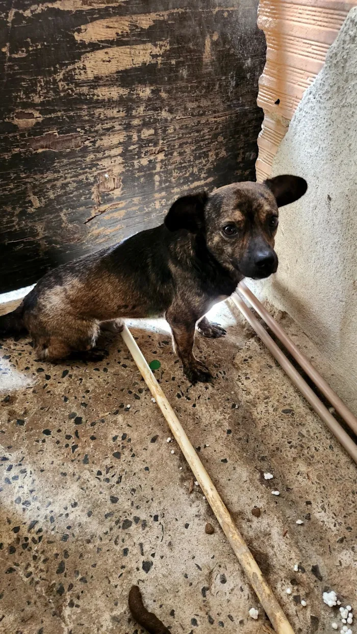 Cachorro raça SRD-ViraLata idade 7 a 11 meses nome Beethoven 