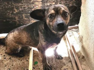 Cachorro raça SRD-ViraLata idade 7 a 11 meses nome Beethoven 