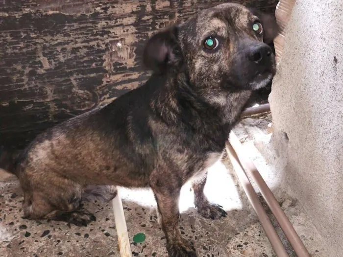 Cachorro raça SRD-ViraLata idade 7 a 11 meses nome Beethoven 