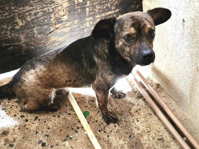 Cachorro raça SRD-ViraLata idade 7 a 11 meses nome Beethoven 