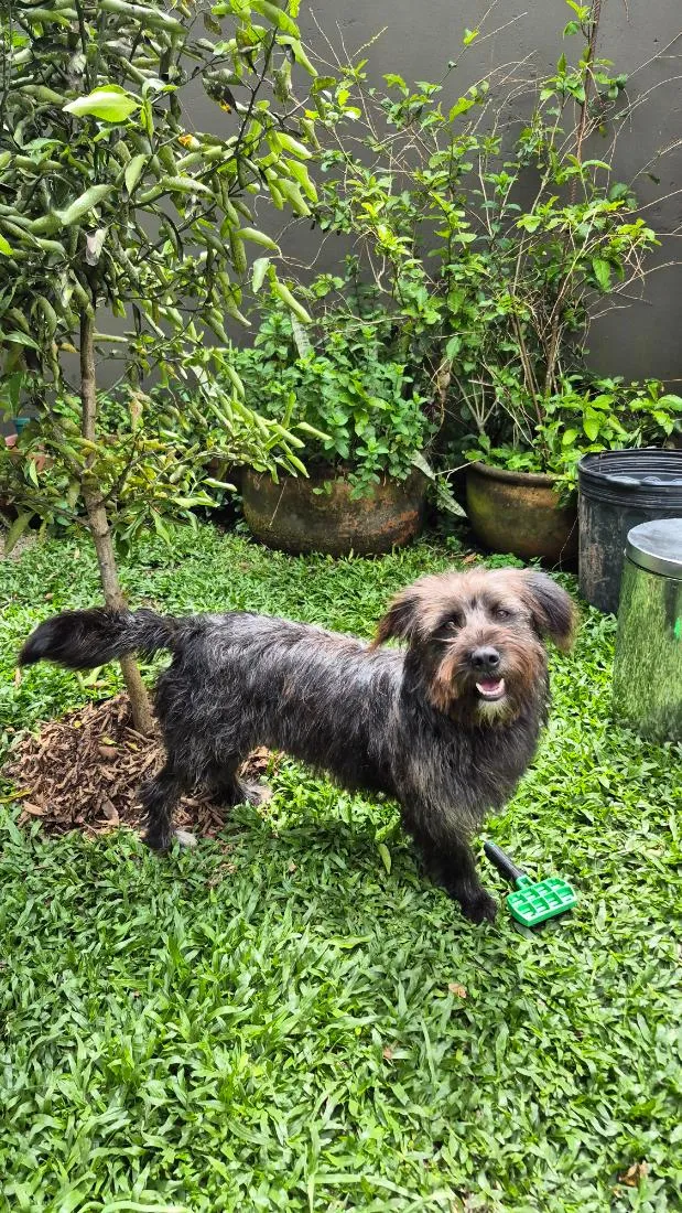 Cachorro raça SRD-ViraLata idade 4 anos nome Chico 