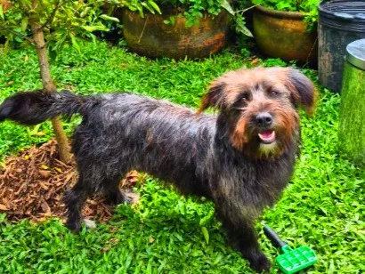 Cachorro raça SRD-ViraLata idade 4 anos nome Chico 