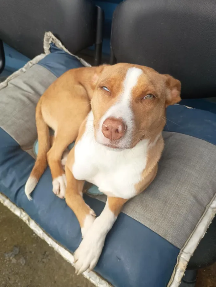 Cachorro raça SRD-ViraLata idade 7 a 11 meses nome Bebel