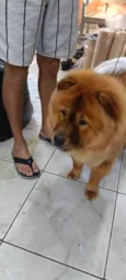 paçoca 