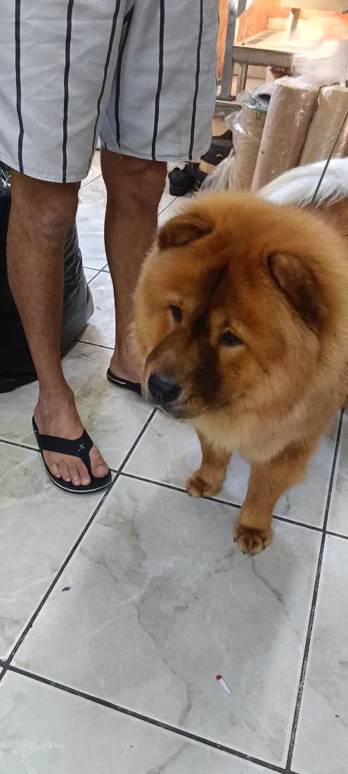 Cachorro raça SRD-ViraLata idade 1 ano nome paçoca 