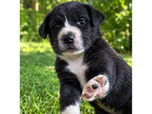 Cachorro raça SRD-ViraLata idade Abaixo de 2 meses nome Bob