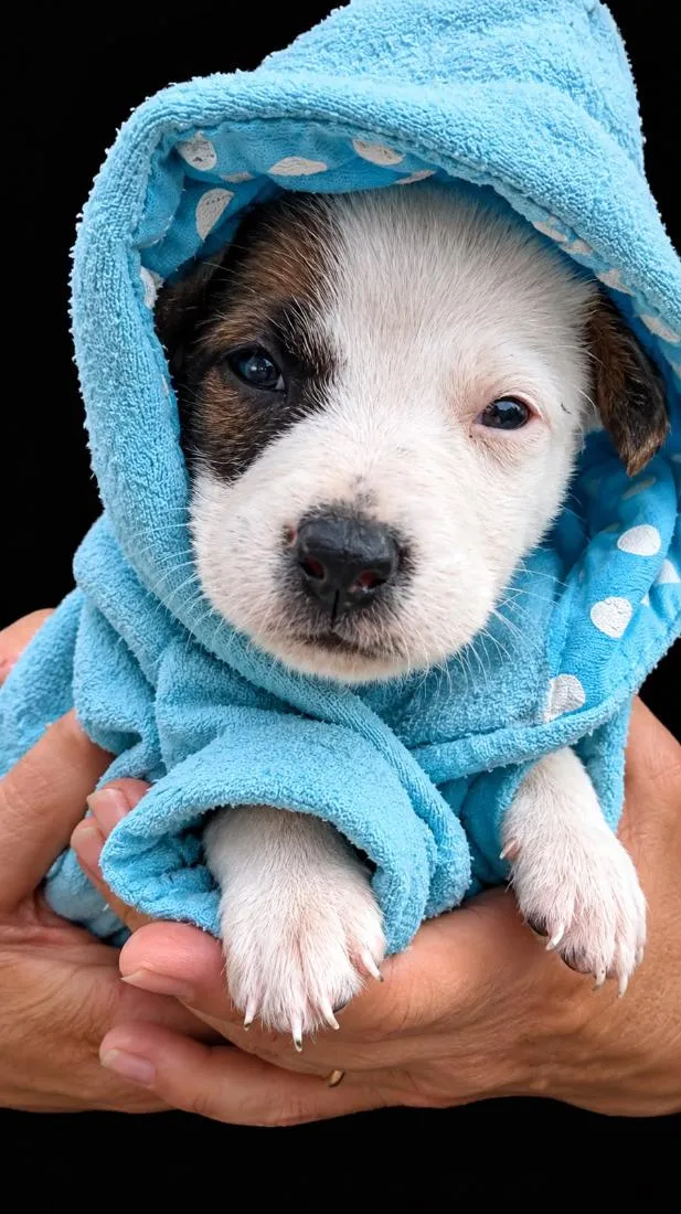 Cachorro raça SRD-ViraLata idade Abaixo de 2 meses nome Mask