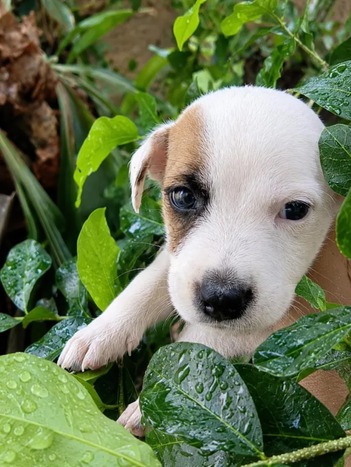 Cachorro raça SRD-ViraLata idade Abaixo de 2 meses nome Mask
