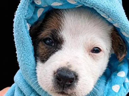 Cachorro raça SRD-ViraLata idade Abaixo de 2 meses nome Mask