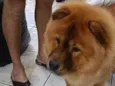 paçoca 