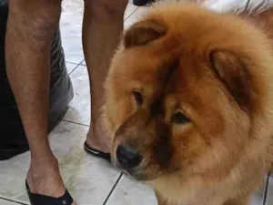 Cachorro raça SRD-ViraLata idade 1 ano nome paçoca 