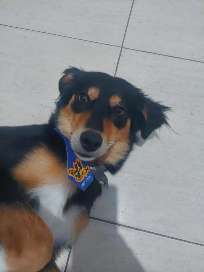 Cachorro raça SRD-ViraLata idade 2 a 6 meses nome Rock