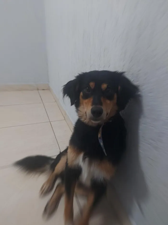 Cachorro raça SRD-ViraLata idade 2 a 6 meses nome Rock