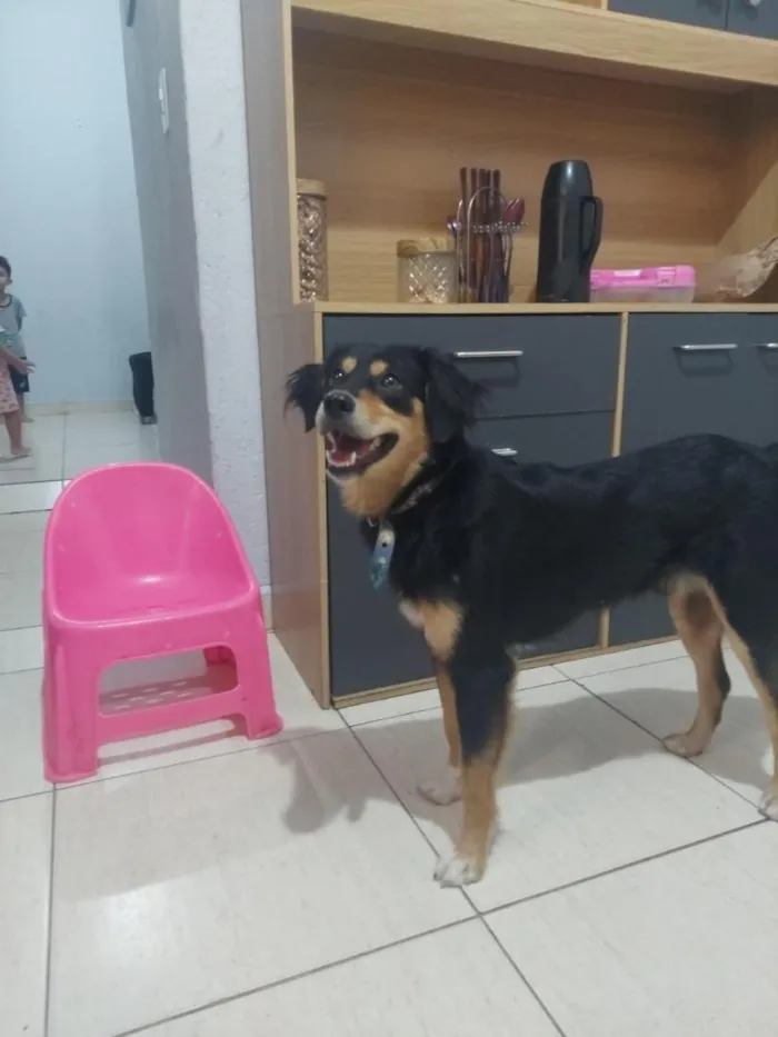 Cachorro raça SRD-ViraLata idade 2 a 6 meses nome Rock