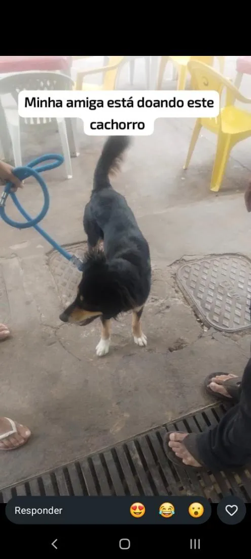 Cachorro raça SRD-ViraLata idade 2 a 6 meses nome Rock