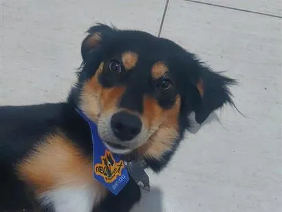 Cachorro raça SRD-ViraLata idade 2 a 6 meses nome Rock