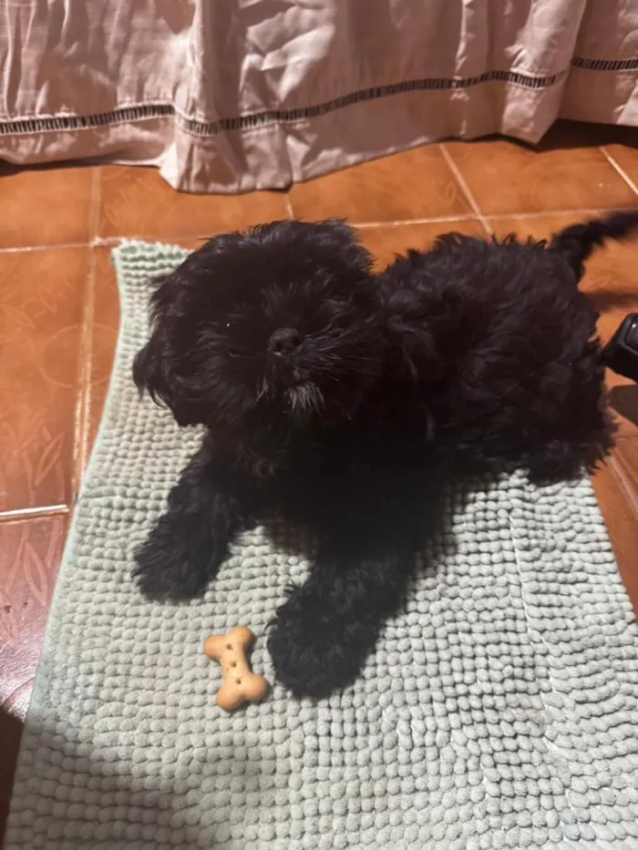 Cachorro raça Shitzu idade 2 a 6 meses nome Meg