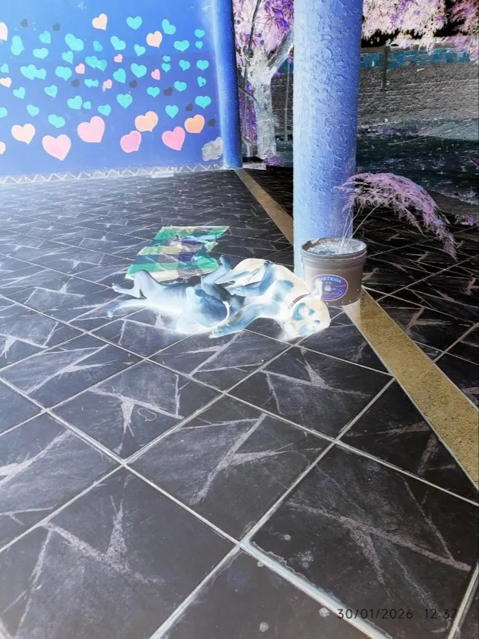 Cachorro raça SRD-ViraLata idade 7 a 11 meses nome Iza