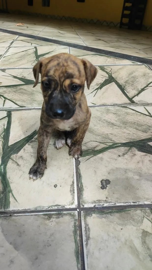 Cachorro raça SRD-ViraLata idade 7 a 11 meses nome Iza