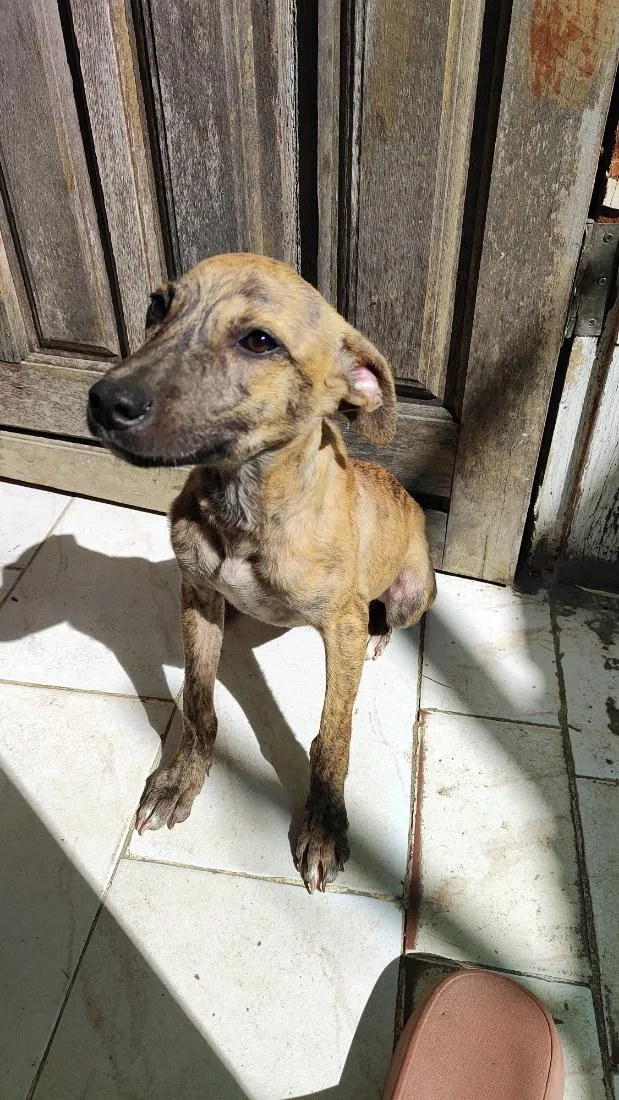 Cachorro raça SRD-ViraLata idade 7 a 11 meses nome Iza