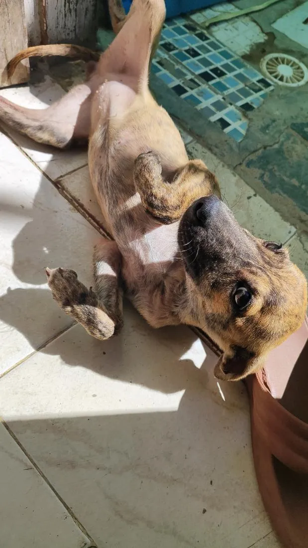 Cachorro raça SRD-ViraLata idade 7 a 11 meses nome Iza